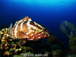 Nassau Grouper, Roatan, Honduras, Canon S95 by Eric Addicott 